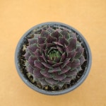 체리 바위솔 sempervivum 용설TV 인테리어 다육식물 가든 월동 : 용설 바위솔