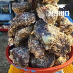 자연산 바위굴 하프셀 3 kg, 5 kg 거제도 해녀채취 생굴 벚굴 벗굴 석화 돌미역 오만둥이 : 거제 삼선바다
