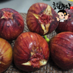 우수농산물 해남 생 무화과 생과 당일수확 900g, 2개 : 효원농장