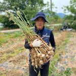 우정농장 잘말린 텃밭 햇 통마늘(홍산마늘) 1kg : 익산시 마을전자상거래지원단