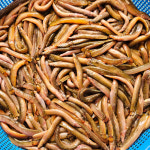 진짜 자연산 토종 미꾸라지 500g , 100%국내산 민물고기 추어탕 어죽 민물매운탕 : 자연나라다슬기