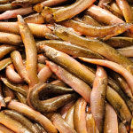 진짜 자연산 토종 미꾸라지 500g , 100%국내산 민물고기 추어탕 어죽 민물매운탕 : 자연나라다슬기