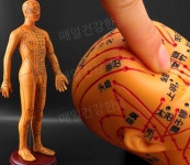 한의원 마네킹 인체 침술 모델 인형 전신모형 해부삭 : 매일건강한몰