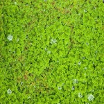 물개구리밥 / 만강홍 종이컵1컵 : 휴아쿠아