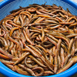 진짜 자연산 토종 미꾸라지 500g , 100%국내산 민물고기 추어탕 어죽 민물매운탕 : 자연나라다슬기