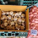 홍산마늘 홍성 햇마늘 씨마늘 한접 저장 단구 주아 1대종 소, 10kg, 1개 : 홍주곳간