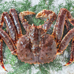 활 브라운킹크랩 하나사키 러시아킹크랩 대게 싯가 시세 : 골라담자 몰