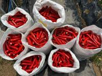 국산 홍고추 10kg 당일수확 산지직송 : 모두상회 스토어