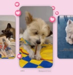 바야 댕츄 강아지 소우신 대형견 오래먹는 개껌 수제간식 강아지 불리스틱 스트레스해소 L : 건강한생활82