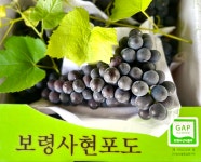 보령사현포도 산지직송 고당도 하우스 노지 캠벨포도 2kg  4kg 여름제철과일 : 쏭쏭 포도마을