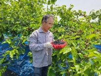 25년 햇 고창오디 5kg 열매 생과 급냉동 선운산 상희농장 직배송 : 고창상희팜푸드 상희복분자