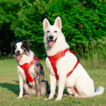 강아지 하네스 앞섬방지 가슴줄 대형견 하네스 H형 빅네스 : 큰강아지