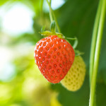 예딸퓨 국내산 고령 딸기퓨레 혼합형 / 딸기라떼 고령예마을 진달퓨 : 예마을딸기퓨레