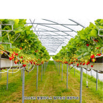 D4859 딸기농장 현수막 / 어리이집 유치원 딸기 현수막 봄 딸기따기 체험 포토존 1회 수정 가로형 소 : 파티붕붕