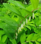 여주차 80g : 갑순이네농원