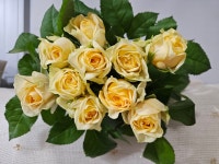 (장미)율듀스 : 하나농장장미