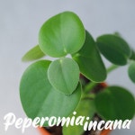 페페로미아 인카나 / 선별품 분갈이필요x 고급토분 식재 희귀식물 공기정화식물 : Poetry garden