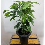 커피나무(중품) 높이 50-70정도 : 범수농장