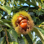 2025년 햇밤 알밤 옥광밤 대, 특 20kg (마대자루 판매) : 아산율림