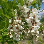 함양 외갓집꿀농장 지리산 천연벌꿀100% 500g 250g 아카시아꿀 야생화꿀 밤꿀 : 함양농부들