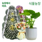 진주 화환 안양 근조화환 화성 축하화환 개업 화분 꽃배달 장례 장례식 결혼 결혼식 배달 : 축하화환 근조화환 개업화분