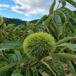 2025년 햇밤 알밤 옥광밤 대, 특 20kg (마대자루 판매) : 아산율림