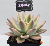 처리다유기-오팔리나백복륜금22,선인장,반려식물,금다육이,다육이,소품다육이 : 처리다유기