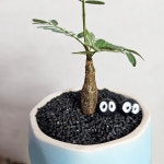 와이키키농장 아프리카식물 세나 메르디오날리스 희귀 괴근  아프리카 코덱스 식물 손그림 : 와이키키 농장