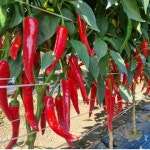 식물칼슘제 고추칼슘 붕소 비료 500ml : 늘푸른 다연