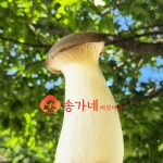 [송가네] 국산 무농약 새송이버섯 파지 못난이 특품 600g 2kg : 송가네 버섯마을