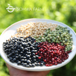 소화농장 서리태 쥐눈이콩 청태 선비콩 백태 왕태 팥 : 소화농장두유