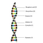 DNA 이중 나선 구조 모델 구성 요소 생물학적 유전자 및 변형 교육 장비 실험 : 샤메디컬