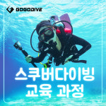 스킨스쿠버 스쿠버다이빙 강습 오픈워터 어드벤스 프리다이빙 서울 잠실 수원 PADI : 고고다이브 스쿠버프리다이빙