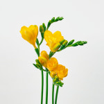 MIX 프리지아 DIY 꽃시장 생화 택배 배달 꽃송이배송 인터넷 시장 꽃집 꽃꽂이 : 꽃집청년들