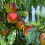 프리미엄 대극천 아삭이 딱딱이 망고복숭아 레드골드 천도 복숭아, JJ푸드매니저 : JJ푸드매니저