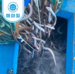 꼼꼼한 포장 통영 바다장어 1kg 붕장어 아나고 : 해마일