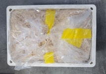 보성상사 무염 해파리채 25kg 태국산 (자연염장) : 풍년종합상사