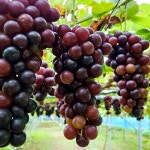 별별포도농원 친환경-무농약 유럽종포도 머스켓함부르크 2kg : 별별포도농원 체험농장