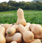 국산 땅콩호박 3kg 버터호박 버터넛 스쿼시 : 참샘골호박농원