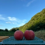[직배송] '당일 수확' 영덕 복숭아 5kg,10kg(상자 500g포함) : 보원농원