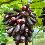 별별포도농원 친환경 무농약 유럽종포도 블랙사파이어 2kg(3~4송이) : 별별포도농원 체험농장
