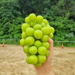 국내산 샤인머스켓 고당도 하우스 산지직송 샤인머스캣 로얄과 : 마켓 파머스