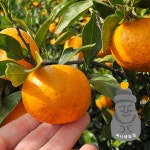 써니네농장 당도보장 프리미엄 해풍맞은 제주 노지 감귤 고당도 타이벡 귤 : 행그리LIVE