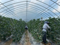 칠갑산메론이쥬 칠갑산멜론 고당도 프리미엄 멜론 청양 메론 산지직송 8kg이상 : 미자네 농장