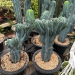 용신목 철화 중 : 식물공감 광합성