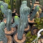 용신목 철화 중 : 식물공감 광합성