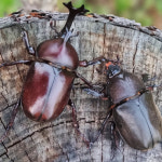 슈퍼벅스 장수풍뎅이 한쌍 키우기 : 숲속곤충나라