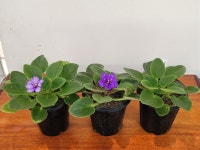 미니바이올렛 아스트로좀비 (Astro Zombie) : BK식물공간