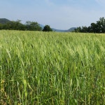 고대원시곡물 국산 유기농 호라산밀퐁 150g 뻥튀기 과자 튀밥 : 빛가람생명농업공동체협동조합