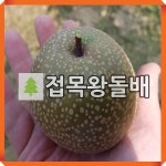 돌배나무 묘목 접목왕돌배 R4cm 결실주 분묘 : 경동농원